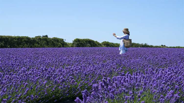 Squeezed out: Bulgaria lavender oil makers fear EU laws