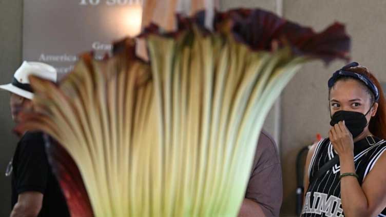 'Like an urban dumpster': rare corpse flower stinks out California