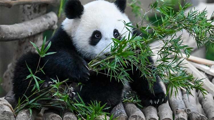 Tears as Malaysia-born panda cubs head to China