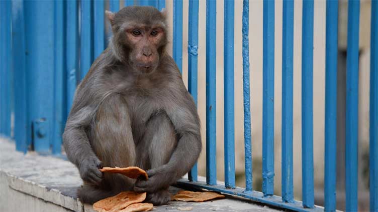 India deploys 'monkey-men' to scare away primates from G20 summit