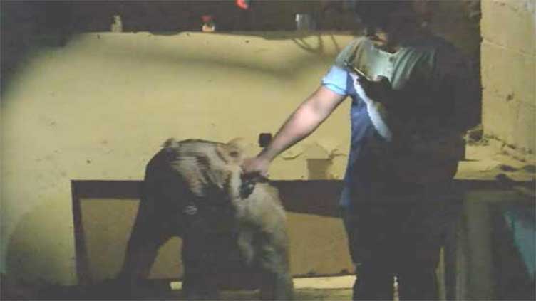 Karachi court imposes Rs1mn fine on lion owner 