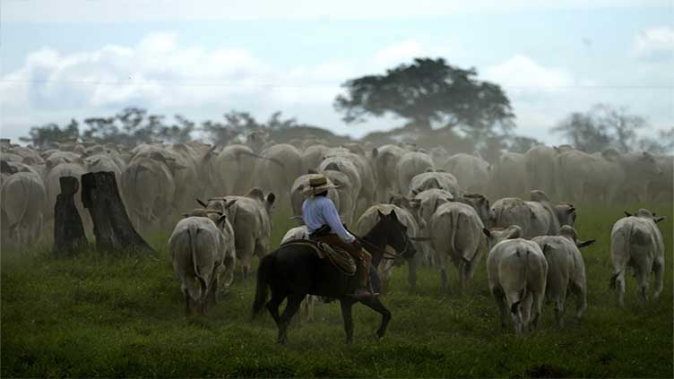 Poverty is killing the Amazon rainforest. Treating soil and farmers better can help save what's left