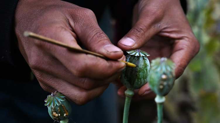 Myanmar overtakes Afghanistan as world's biggest opium producer: UN