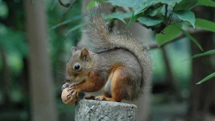 Japan zoo probes possible mass squirrel poisoning