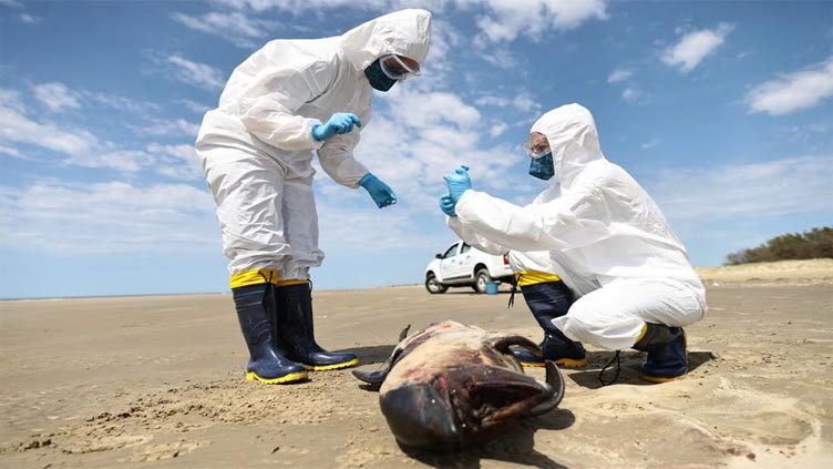 Bird flu kills over 900 seals, sea lions in south Brazil