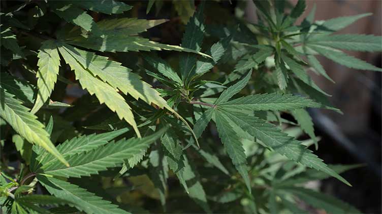 Cannabis use during pregnancy is not safe: Study