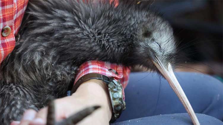 New Zealand store pulls kiwi chew toys after conservation backlash