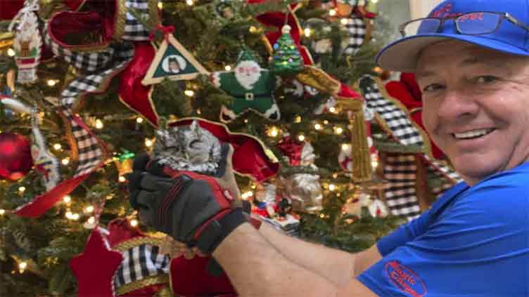 A Kentucky family gets an early gift: a baby owl in their Christmas tree