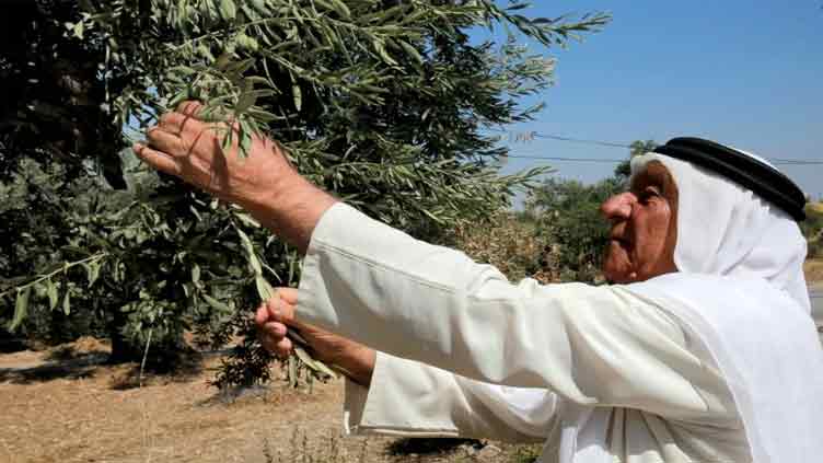 Saving the ancient olive trees in the mission for Jordan