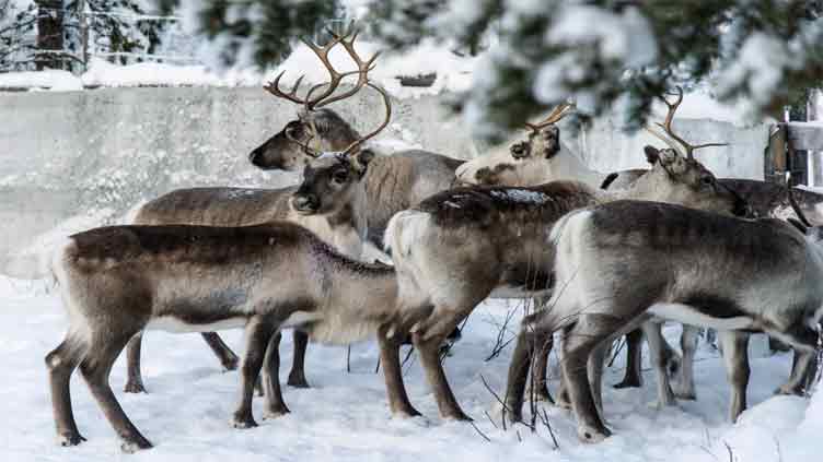 Post-flight feast: Study suggests reindeer vision evolved to spot favorite food