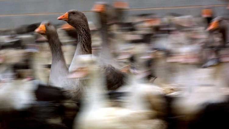 French farmer battles to market 'natural' foie gras made without force-feeding