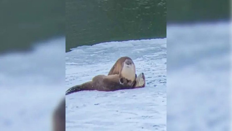 Wrestling otters slip, slide on ice at Yellowstone National Park