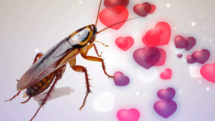 Zoos making cockroaches a Valentine's tradition