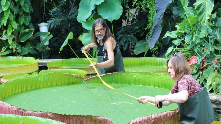 Newly discovered giant waterlily species breaks world records