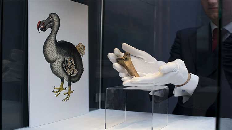 Bring back dodo Ambitious plan draws investors, critics