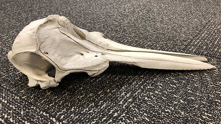 Customs agents discover dolphin skull at Detroit airport