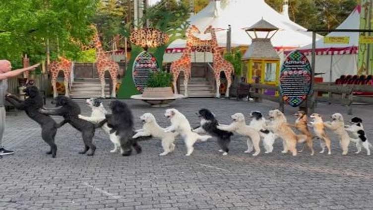 14 dancing dogs form conga line for Guinness World Record