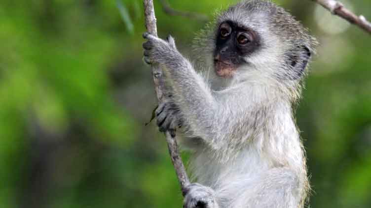 Tropical French territory battles green monkey invasion