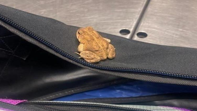 Stowaway frog triggers alarm during screening at Pennsylvania airport