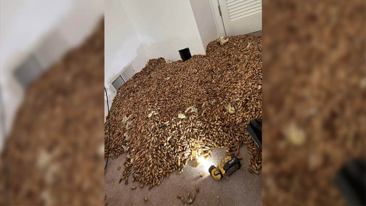 Woodpecker stores 700 lbs of acorns in California house walls