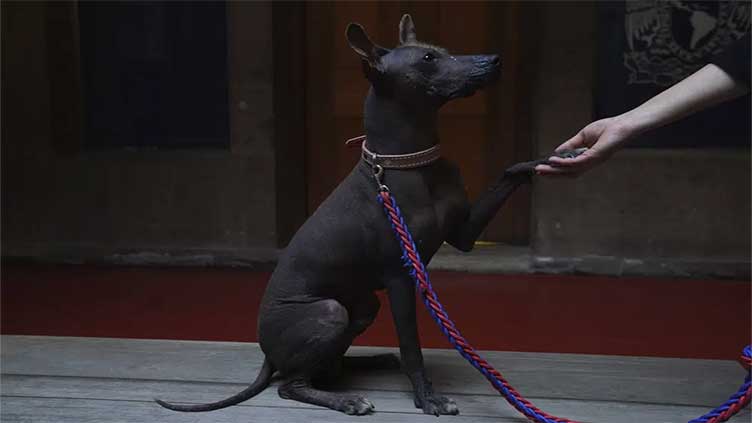 Dog owners tout Xolos' loyalty and sacred underworld history
