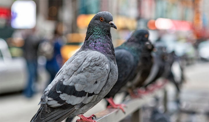 AI using the same system as a pigeon, study finds