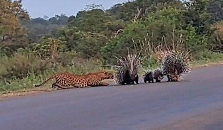 Porcupine parents protect babies from leopard