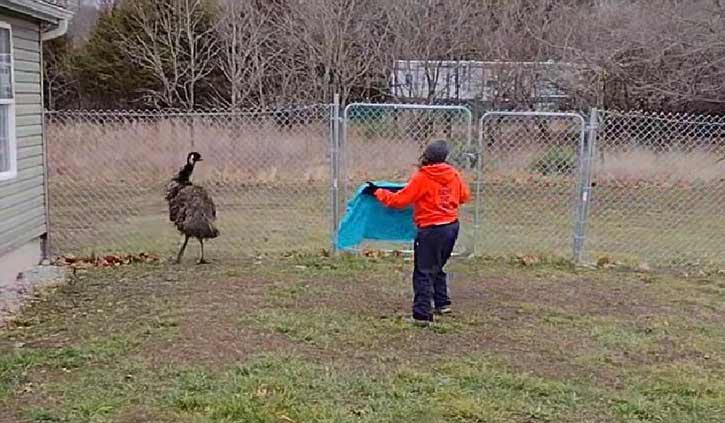 Loose emu captured in Missouri neighborhood