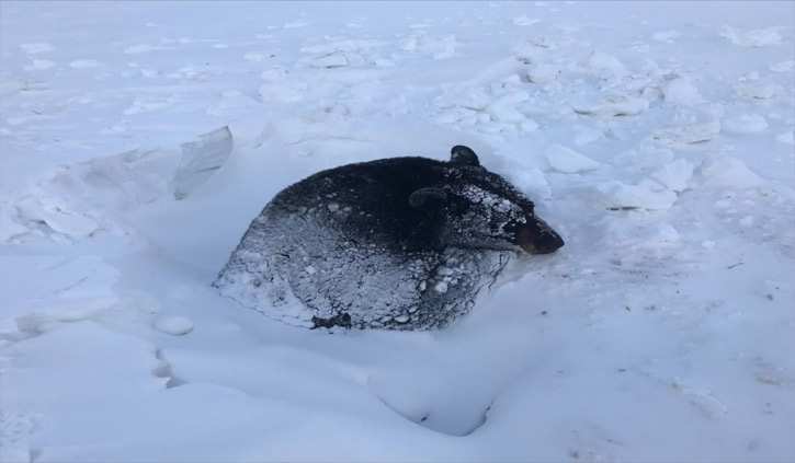 Bear rescued from deep snow in Minnesota ditch