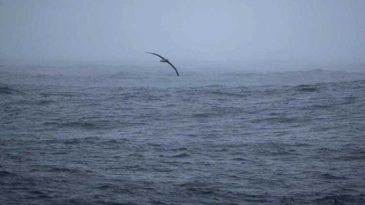  Antarctic ice hits record low for January: climate monitor