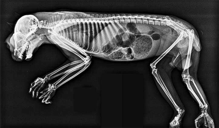 London Zoo's X-rays of exotic animals is a see-through showcase of last decade