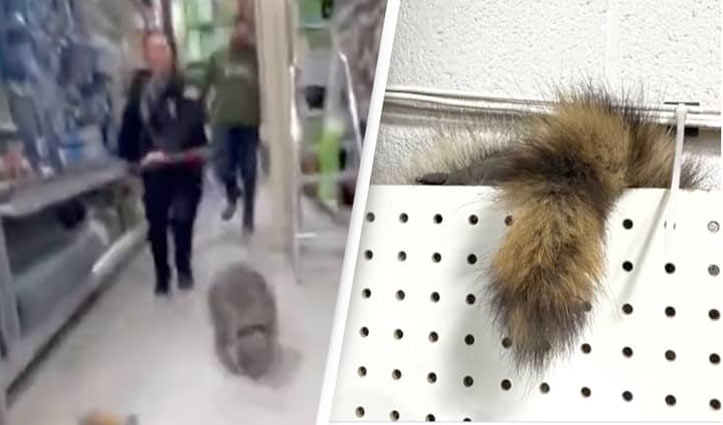 Stowaway raccoon leads warehouse workers on a chase in Colorado