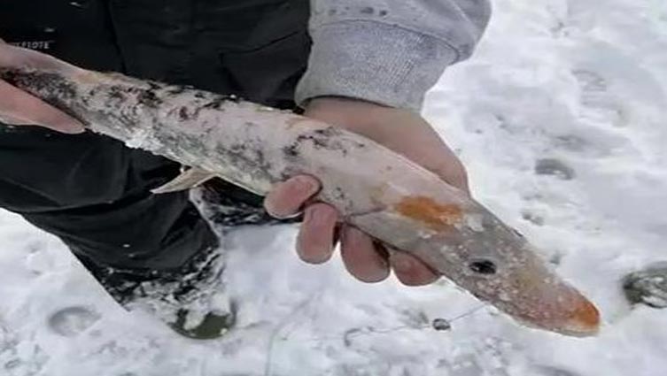 Unusual fish with leucism reeled in from Vermont pond