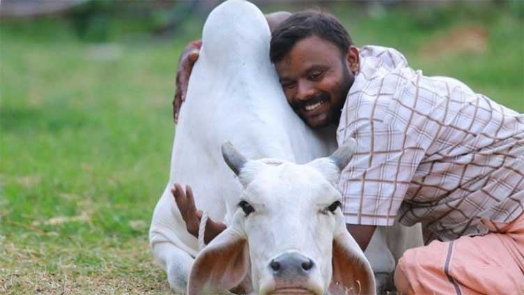  Indian government asks people to hug cows on Valentine's Day