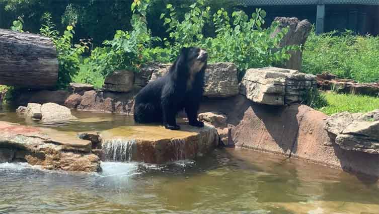 Andean bear escapes enclosure at St. Louis Zoo