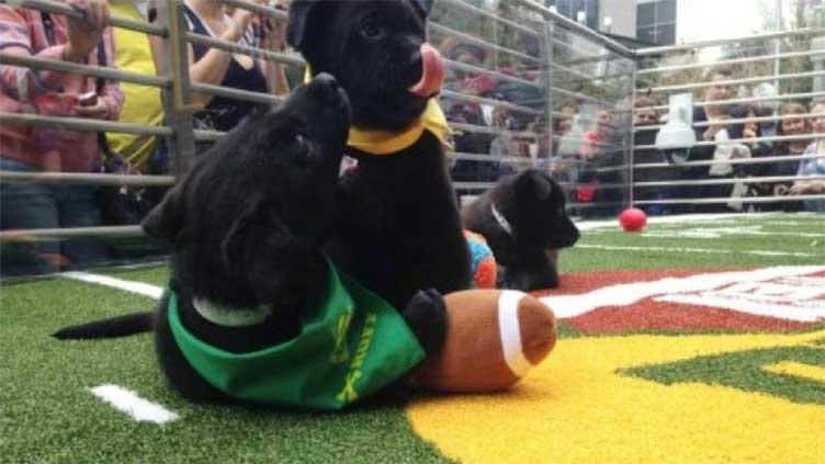 Fur flies as dogs like Tom Barky prepare for the Puppy Bowl