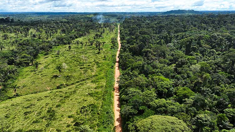 Deforestation in Brazil's Amazon falls in first month under Lula