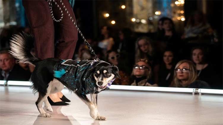 Dogs hit the catwalk at New York Fashion Week