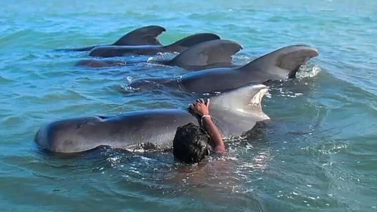  11 stranded pilot whales saved in Sri Lanka