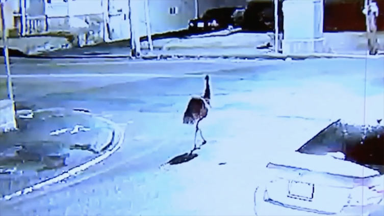 Emu escape: Flightless giant gets loose in Massachusetts
