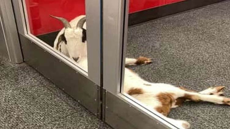 Loose goats wander into Target store in Texas