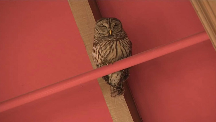 Owl evicted after shutting down Georgia college library for days