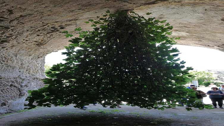 Italy's famous upside-down Fig Tree