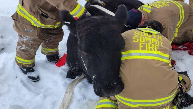 Cow stuck in deep snow gets a 'boost' from Utah firefighters