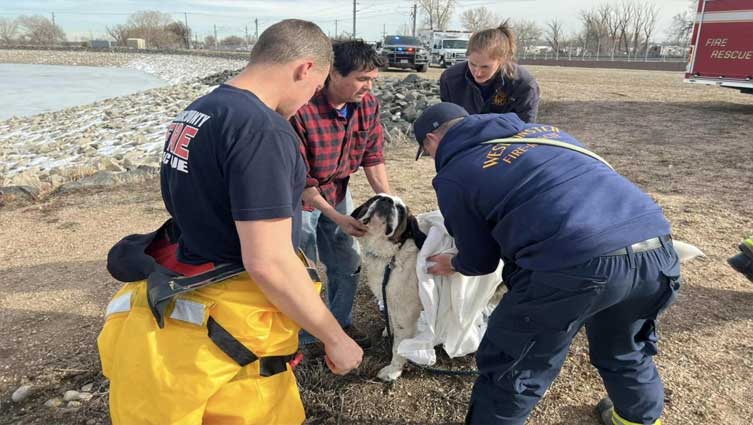 155-pound St. Bernard rescued after falling though ice