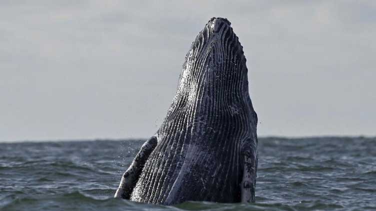 Deep-sea mining noise pollution threatens whales: study