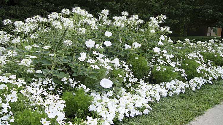 Moon gardens: Designed to shine when bathed in moonlight