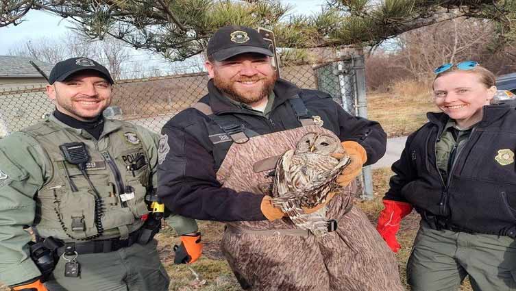 Dangling owl caught in fishing line rescued from Rhode Island bridge