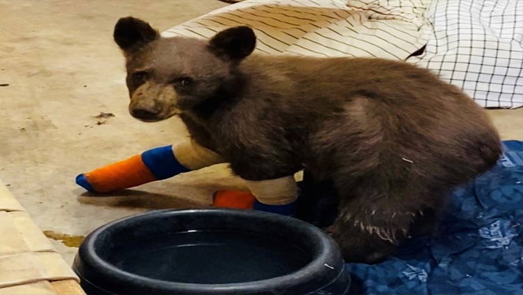 Bear cub escapes California wildlife facility