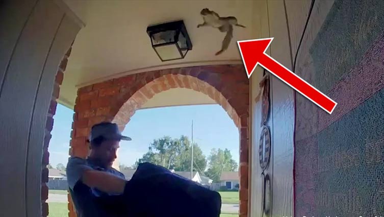 Pizza delivery gives squirrel opportunity to invade Louisiana house